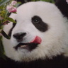 黒まめ's profile picture