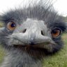 Christophe Briand's profile picture