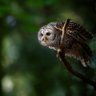 Twitak profil fotoğrafı