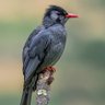Âng chhùi pit á profil fotoğrafı