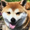 もみっち's profile picture