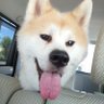 秋田犬 らんらん 的头像