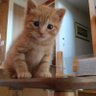 piro's profile picture