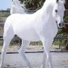 Ibrahim hhh's profile picture