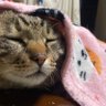 レオンとチャオとハク後変人野郎's profile picture