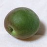 そふぁ豆 的头像