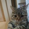 続、哲ちゃんの沖釣り、管釣り及び猫日記's profile picture