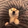 lve l 的头像