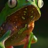 Profilbild von Chamillionaire.🦎