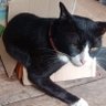 Meow meow meow profil fotoğrafı