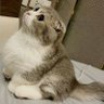 legit's profile picture