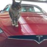 THE RED MODEL X's profile picture