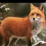 ᶠᵒˣ profil fotoğrafı