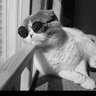 善感's profile picture