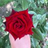 Фото профиля نور ،. 🌷