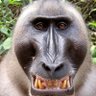 Profilbild von Monkey
