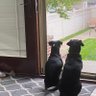 djdog profil fotoğrafı