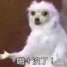 Srefx's profile picture