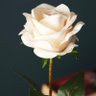 Фото профиля عبدالله