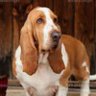 Фото профиля 耳のながい犬
