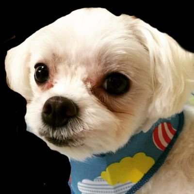 つぶやき食太郎　|　お手軽料理レシピ's profile picture