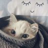 wyu c's profile picture
