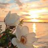 alwan0931@'s profile picture