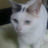 ちっちゃいちゃん断酒16年 的头像