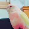 小桃🍑's profile picture