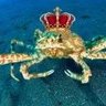 The King Crab 的头像