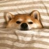 ALiteralShibaInu 的头像