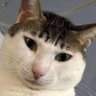 Profilbild von KILLUA THIS LOVE