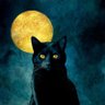 feltor's profile picture