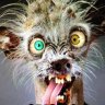 Armando Cao's profile picture