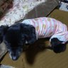ルーちゃんのママ 的头像