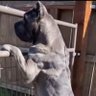 Profilbild von Cane Corso