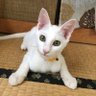 猫好き🐱🌙 的头像