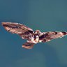 Profilbild von hawkbird