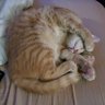Raychiefy's profile picture