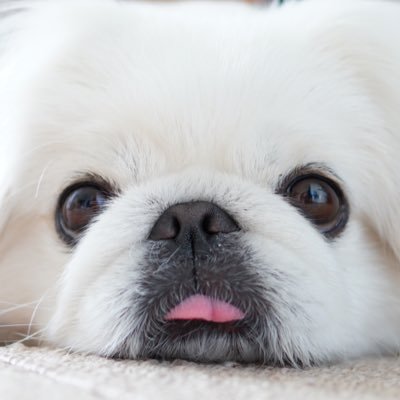 ふわふわ♡わたちゃん's profile picture