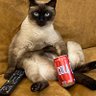 Profilbild von だらけ猫
