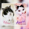 kumi＆ジャム🐈🐾猫と推しが生きがい︎🤍Ｐマニア👓 profil fotoğrafı