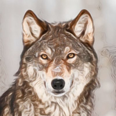 druid's profile picture