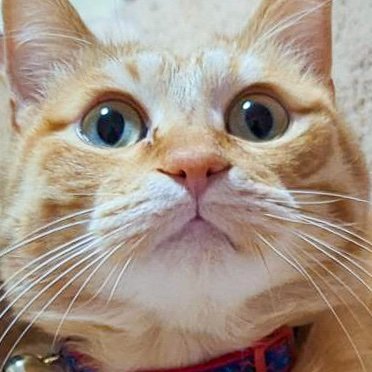 purinlala's profile picture