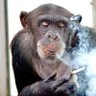 ApeSmiff profil fotoğrafı