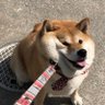 Profilbild von シワシワ犬