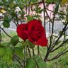 Фото профиля Carmen Acosta