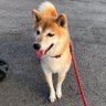 柴犬だいずと飼い主 profil fotoğrafı