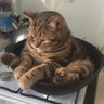 Фото профиля злий укрокіт :₴