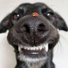 Фото профиля Walter The Big Black Dog